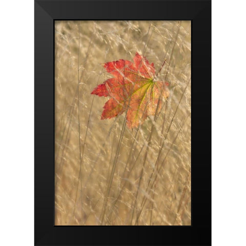 WA, Seabeck Vine maple leaf caught in fall grass Black Modern Wood Framed Art Print by Paulson, Don
