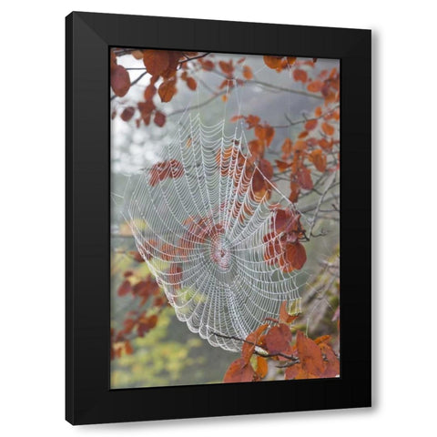 Washington, Seabeck Dew on spider web in tree Black Modern Wood Framed Art Print by Paulson, Don