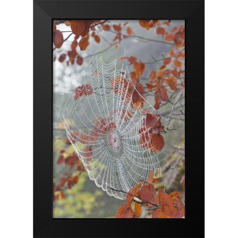Washington, Seabeck Dew on spider web in tree Black Modern Wood Framed Art Print by Paulson, Don