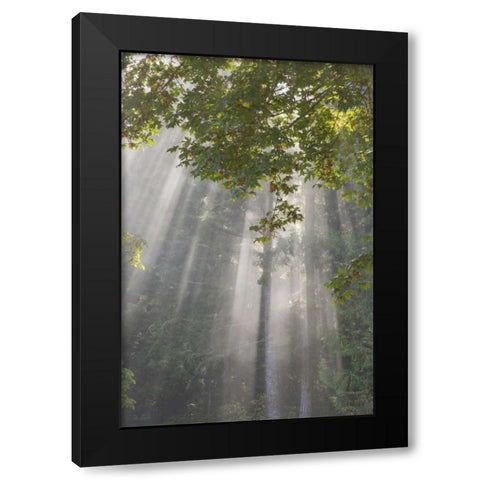 WA, Seabeck Morning sun through foggy trees Black Modern Wood Framed Art Print with Double Matting by Paulson, Don