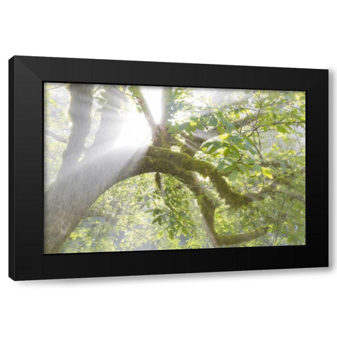 WA, Seabeck Morning sun through foggy trees Black Modern Wood Framed Art Print by Paulson, Don