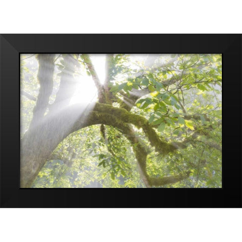 WA, Seabeck Morning sun through foggy trees Black Modern Wood Framed Art Print by Paulson, Don