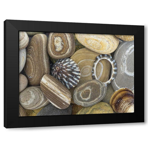 Washington, Seabeck Beach stones and shells Black Modern Wood Framed Art Print with Double Matting by Paulson, Don