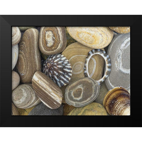 Washington, Seabeck Beach stones and shells Black Modern Wood Framed Art Print by Paulson, Don