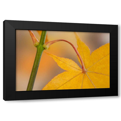 Washington, Seabeck Maple leaf in autumn color Black Modern Wood Framed Art Print with Double Matting by Paulson, Don