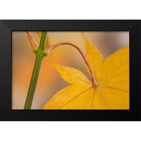 Washington, Seabeck Maple leaf in autumn color Black Modern Wood Framed Art Print by Paulson, Don