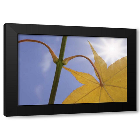 Washington, Seabeck Maple leaf in autumn color Black Modern Wood Framed Art Print by Paulson, Don