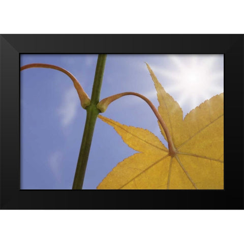Washington, Seabeck Maple leaf in autumn color Black Modern Wood Framed Art Print by Paulson, Don