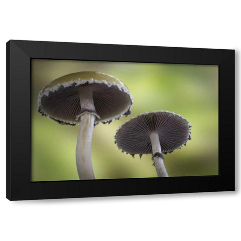 Washington, Seabeck Underside of mushrooms Black Modern Wood Framed Art Print with Double Matting by Paulson, Don