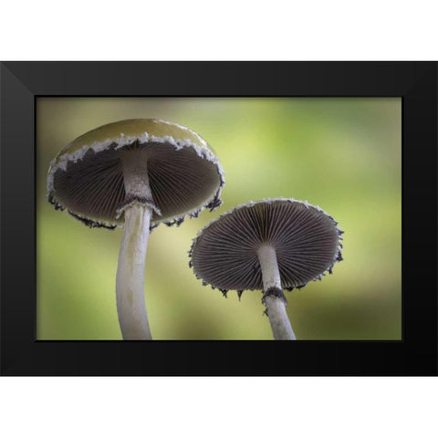Washington, Seabeck Underside of mushrooms Black Modern Wood Framed Art Print by Paulson, Don