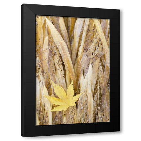 WA, Seabeck Maple leaf on Japanese forest grass Black Modern Wood Framed Art Print with Double Matting by Paulson, Don