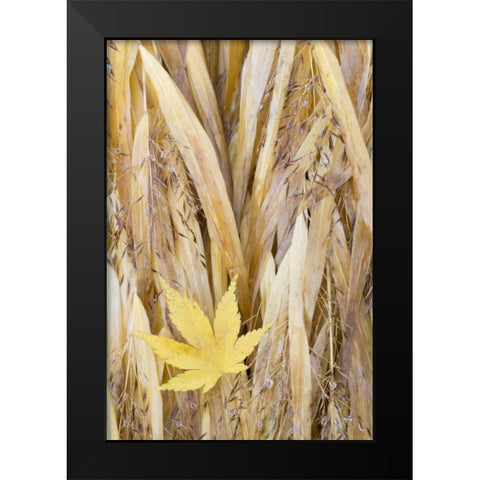 WA, Seabeck Maple leaf on Japanese forest grass Black Modern Wood Framed Art Print by Paulson, Don