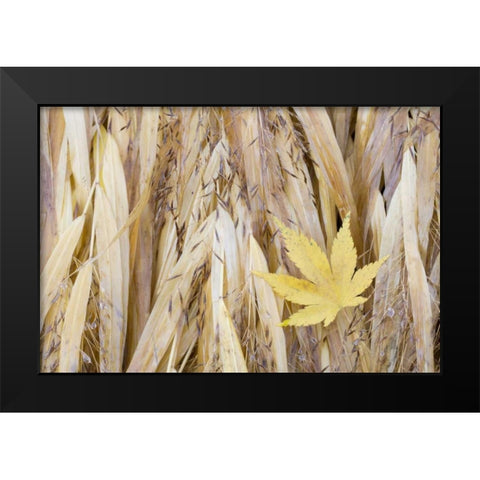 WA, Seabeck Maple leaf on Japanese forest grass Black Modern Wood Framed Art Print by Paulson, Don
