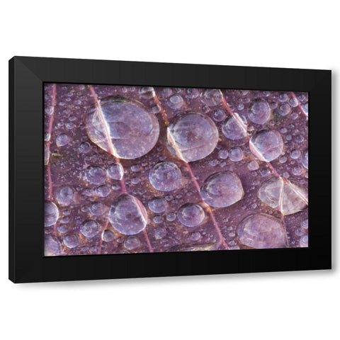 Washington, Seabeck Detail of dew on a leaf Black Modern Wood Framed Art Print by Paulson, Don