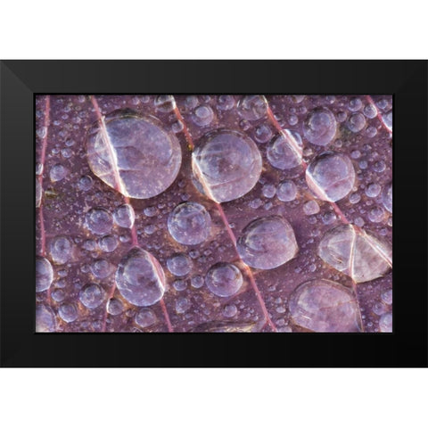 Washington, Seabeck Detail of dew on a leaf Black Modern Wood Framed Art Print by Paulson, Don