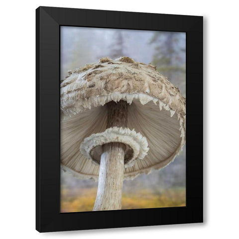 WA, Seabeck Underside of shaggy parasol mushroom Black Modern Wood Framed Art Print with Double Matting by Paulson, Don