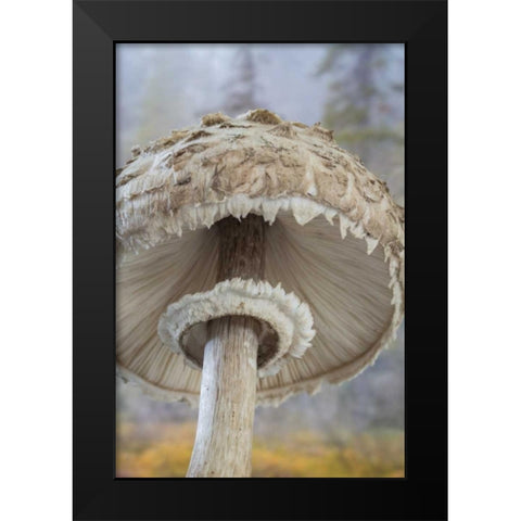 WA, Seabeck Underside of shaggy parasol mushroom Black Modern Wood Framed Art Print by Paulson, Don
