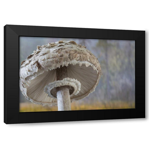 Washington, Seabeck Shaggy parasol mushroom Black Modern Wood Framed Art Print with Double Matting by Paulson, Don