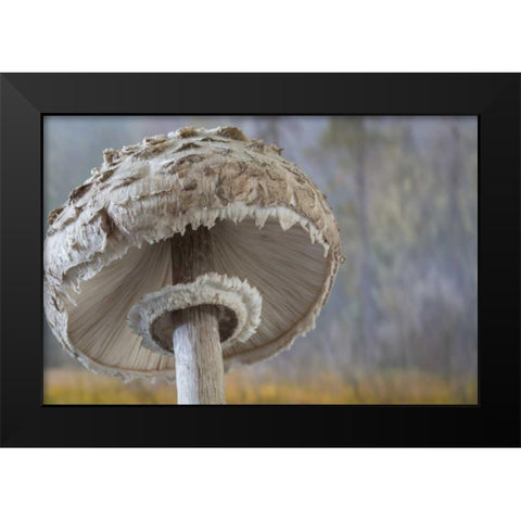 Washington, Seabeck Shaggy parasol mushroom Black Modern Wood Framed Art Print by Paulson, Don