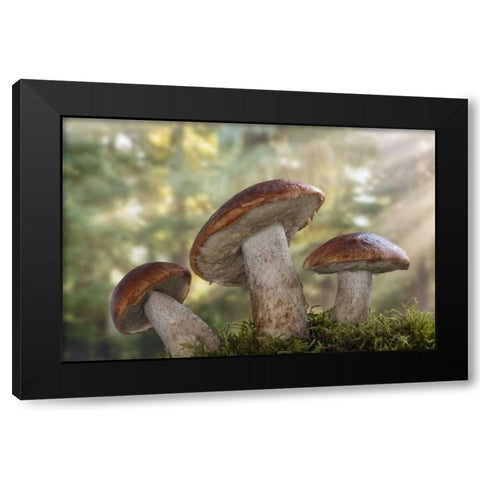 WA, Seabeck Leccinum insigne, mushroom Black Modern Wood Framed Art Print by Paulson, Don