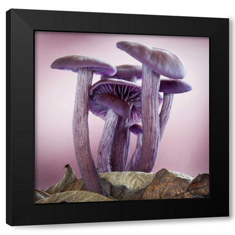 Washington, Seabeck Group of mushrooms Black Modern Wood Framed Art Print with Double Matting by Paulson, Don