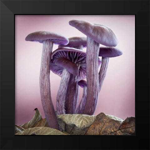 Washington, Seabeck Group of mushrooms Black Modern Wood Framed Art Print by Paulson, Don