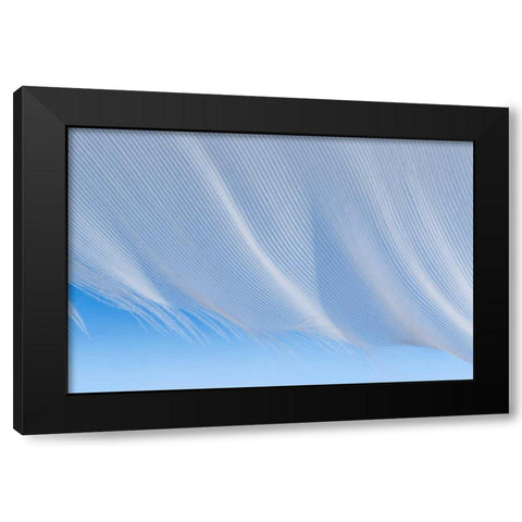 Washington, Seabeck A white feather Black Modern Wood Framed Art Print with Double Matting by Paulson, Don