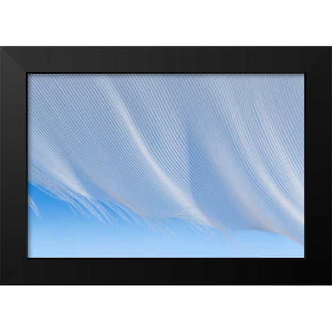 Washington, Seabeck A white feather Black Modern Wood Framed Art Print by Paulson, Don