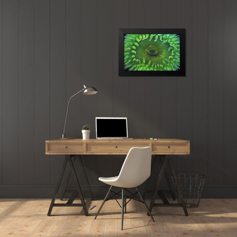 USA, Washington Close-up of sea anemone Black Modern Wood Framed Art Print by Paulson, Don