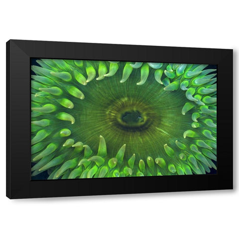 USA, Washington Close-up of sea anemone Black Modern Wood Framed Art Print with Double Matting by Paulson, Don
