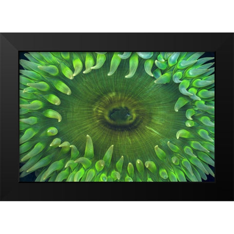 USA, Washington Close-up of sea anemone Black Modern Wood Framed Art Print by Paulson, Don