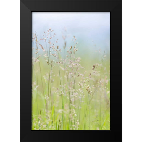 USA, Washington, Seabeck Grasses in motion Black Modern Wood Framed Art Print by Paulson, Don