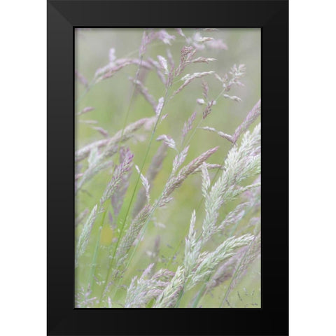 USA, Washington, Seabeck Grasses in motion Black Modern Wood Framed Art Print by Paulson, Don