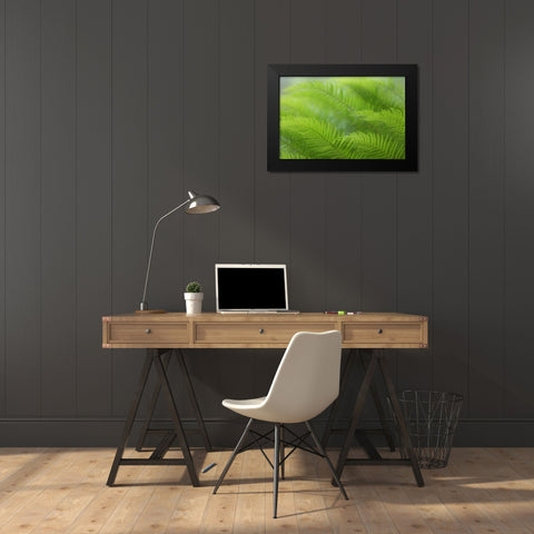 USA, Washington, Seabeck Close-up of sword fern Black Modern Wood Framed Art Print by Paulson, Don