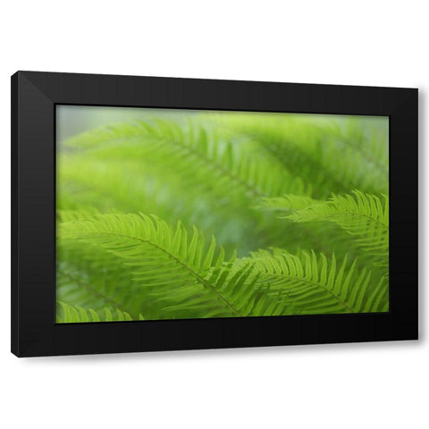 USA, Washington, Seabeck Close-up of sword fern Black Modern Wood Framed Art Print by Paulson, Don