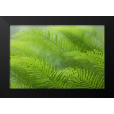 USA, Washington, Seabeck Close-up of sword fern Black Modern Wood Framed Art Print by Paulson, Don