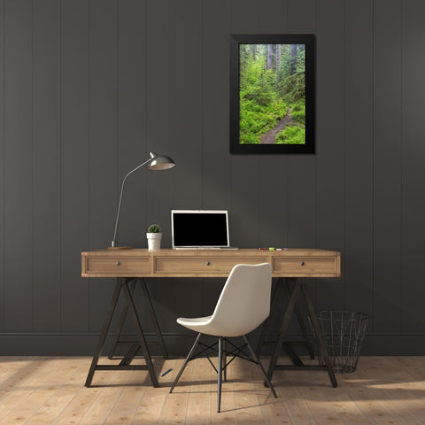 USA, Washington, Olympic NP Forest trail Black Modern Wood Framed Art Print by Paulson, Don