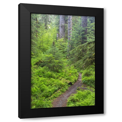 USA, Washington, Olympic NP Forest trail Black Modern Wood Framed Art Print with Double Matting by Paulson, Don