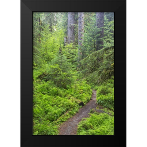 USA, Washington, Olympic NP Forest trail Black Modern Wood Framed Art Print by Paulson, Don