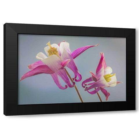Washington, Seabeck Columbine flowers Black Modern Wood Framed Art Print with Double Matting by Paulson, Don