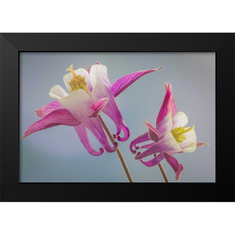 Washington, Seabeck Columbine flowers Black Modern Wood Framed Art Print by Paulson, Don