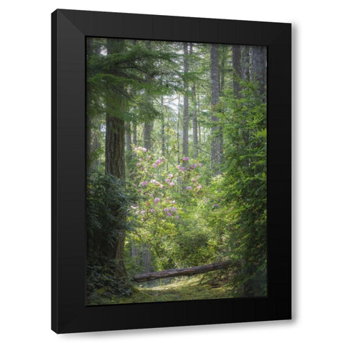 WA, Seabeck Rhododendron blooms in a forest Black Modern Wood Framed Art Print by Paulson, Don