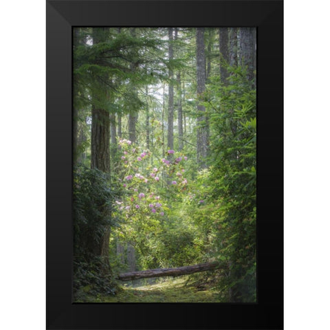 WA, Seabeck Rhododendron blooms in a forest Black Modern Wood Framed Art Print by Paulson, Don