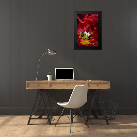 WA, Seabeck Interior of parrot tulip flower Black Modern Wood Framed Art Print by Paulson, Don