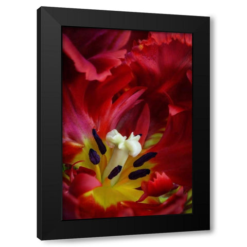WA, Seabeck Interior of parrot tulip flower Black Modern Wood Framed Art Print with Double Matting by Paulson, Don