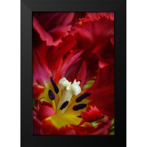 WA, Seabeck Interior of parrot tulip flower Black Modern Wood Framed Art Print by Paulson, Don