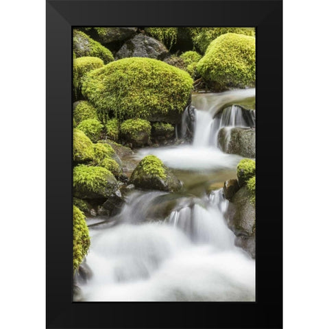 Washington, Olympic NP Small stream in forest Black Modern Wood Framed Art Print by Paulson, Don