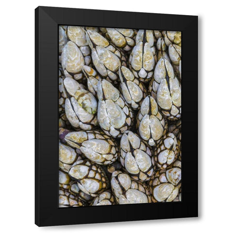 WA, Goose barnacles in Salt Creek Recreation Area Black Modern Wood Framed Art Print by Paulson, Don