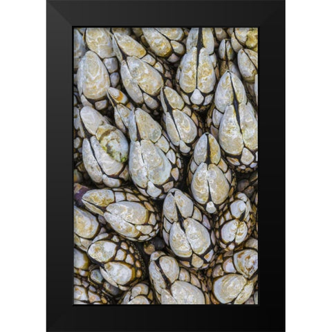 WA, Goose barnacles in Salt Creek Recreation Area Black Modern Wood Framed Art Print by Paulson, Don