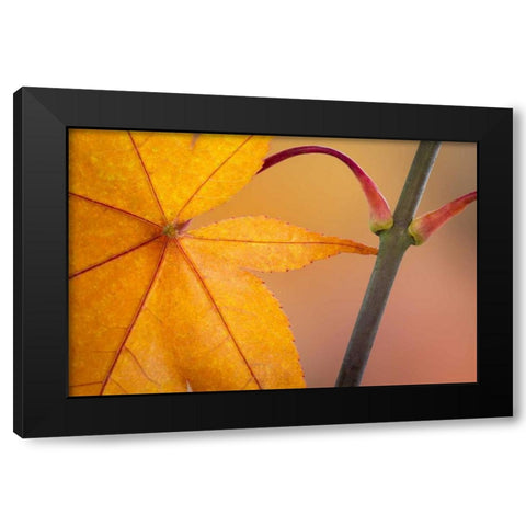 Washington, Seabeck Maple leaf in autumn color Black Modern Wood Framed Art Print with Double Matting by Paulson, Don